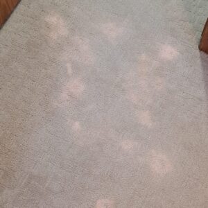 This carpet damage was caused by a customer using a popular retail stain remover to clean up pet stains.