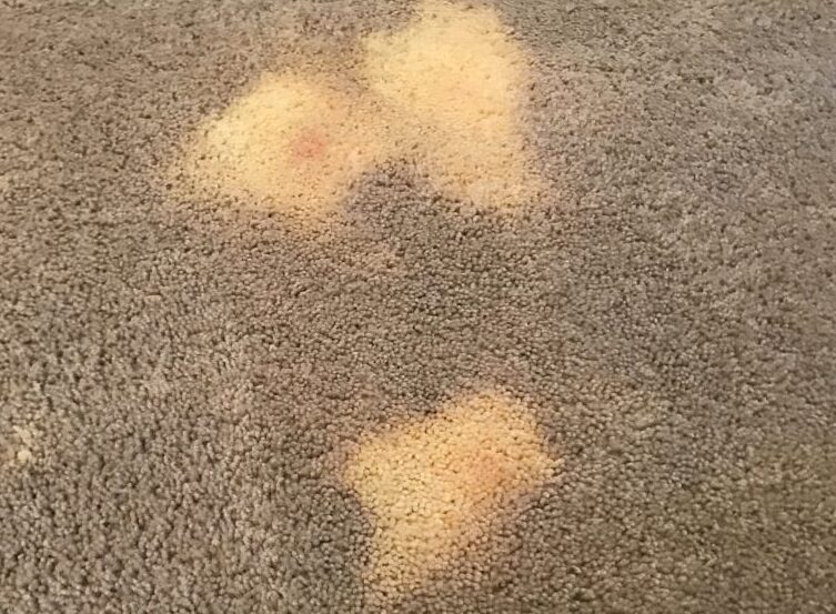 Expert Bleached Carpet Spot Repair